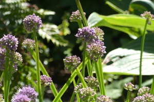 Vaihingen Enz - Blumen